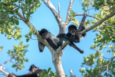 Spider Monkeys in Tulúm Mexico 2 (1) (Photo credit - Luis Palomino)