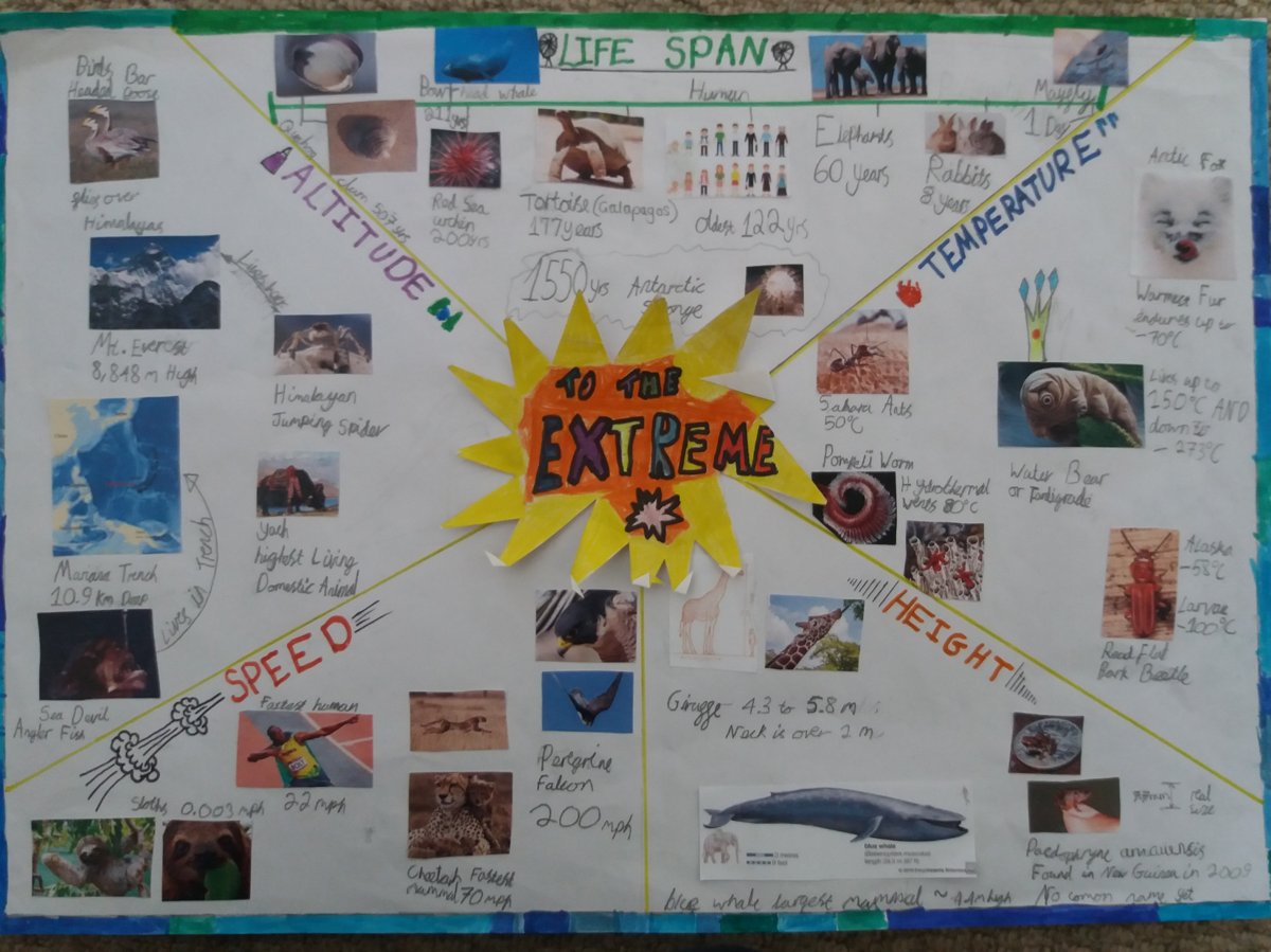 A poster titled 'To the extreme'. It is a white background with photos and drawings of all sorts of animals grouped together in categories such as life span and height.