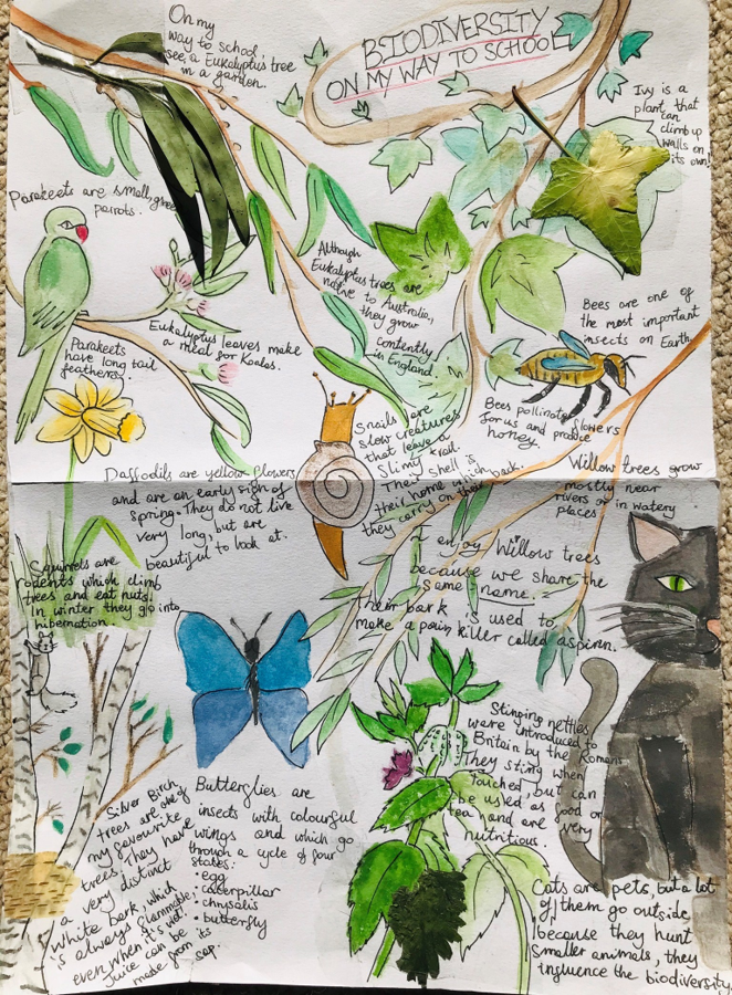 A poster with a white background, covered with drawings of tree branches, leaves, flowers, birds and insects, labelled with descriptions. The poster is titled Biodiversity on my way to school.