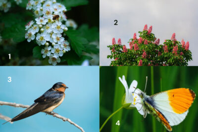 The 4 key seasonal events selected by Nature's Calendar and British Science Week to look out for this spring: flowers open on a hawthorn tree; flowers open on a horse chestnut (conker) tree; a swallow (bird) when they return to the UK from their winter migration to Africa; and an orange tip butterfly 
